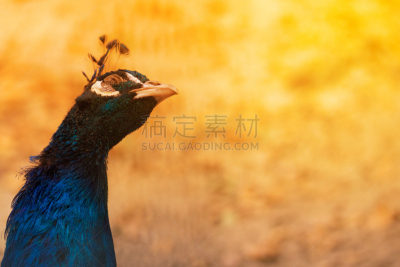 明亮,孔雀,颈,太阳,在下面,男性美,长的,美,留白,水平画幅