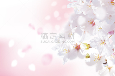 日本,自然美,樱花,美,绘画作品,艺术,水平画幅,无人,绘画插图,植物