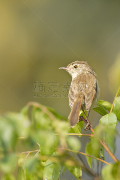 鸟类,尼泊尔,鹪莺,平原,特莱,奇旺,自然,垂直画幅,野生动物,无人