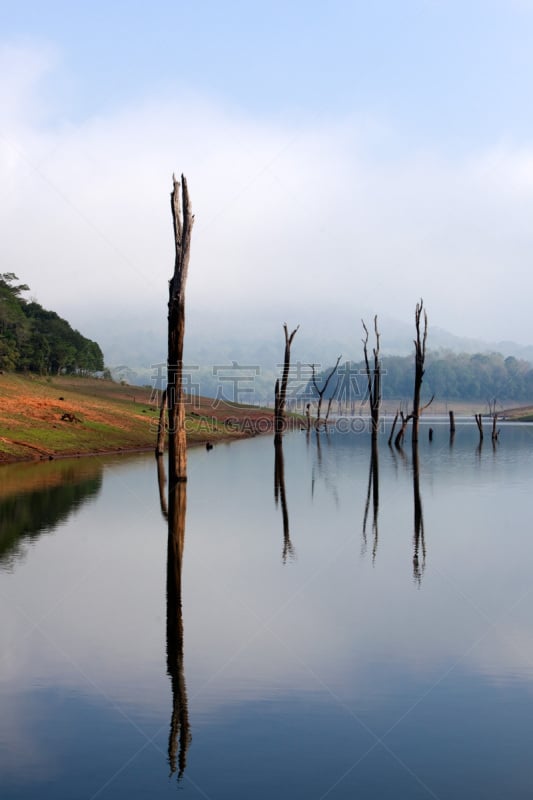 湖,野生动物保护区,沛绿雅湖,垂直画幅,水,美,户外,植物,彩色图片,热带气候