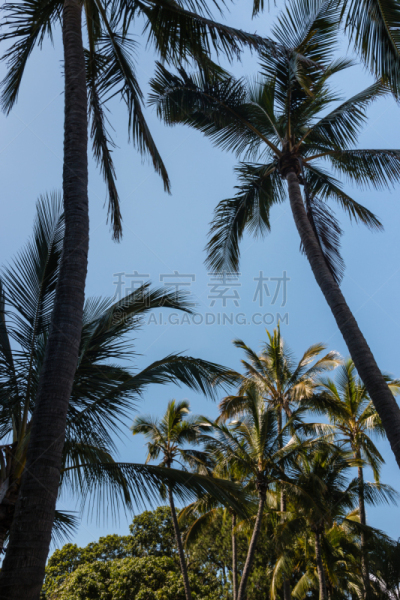 棕榈树,垂直画幅,天空,留白,绿色,枝繁叶茂,无人,蓝色,热带树,亚历山大棕榈