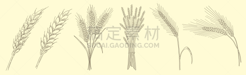 小麦,绘画插图,矢量,人的耳朵,草图,动物手,分离着色,一捆小麦,裸麦,大麦