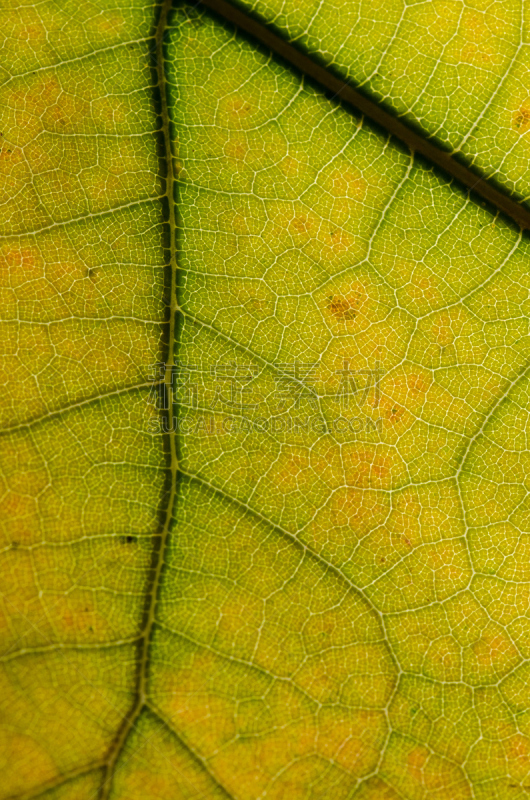 Nature Abstract: Cells and Veins of a Colorful Autumn Leaf