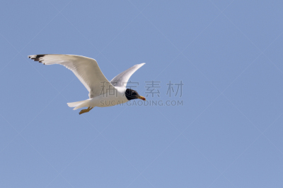 雅典娜,海鸥,圣伯纳犬,自然,水,野生动物,水平画幅,欧洲,鸟类,野外动物