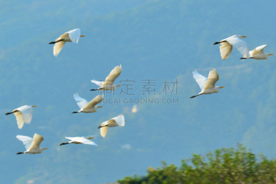 牛白鹭,自然,野生动物,水平画幅,白鹭,鸟类,动物迁徙,一群鸟,摄影,飞