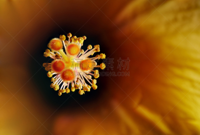 花展,自然,水平画幅,生物,无人,特写,自然美,植物,紫色,黄色