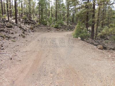 土路,沙漠,梣属,沙漠玫瑰,荒野公路,蜿蜒,特内里费岛,加那利群岛,天空,水平画幅