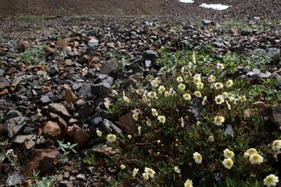 阿拉斯加山脉,山,德纳里峰高速公路,阿拉斯加,主干路,野花,水平画幅,无人,户外,特写