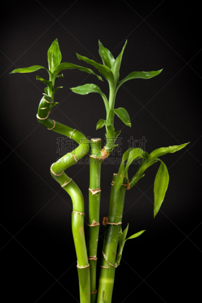 富贵竹,龙血树种植物,风水,垂直画幅,禅宗,绿色,无人,嫩枝,室内植物,螺线