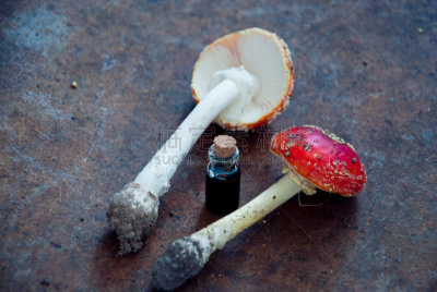 毒蝇菇,伞形毒菌,毒蘑菇,自然,留白,褐色,水平画幅,秋天,无人,九月