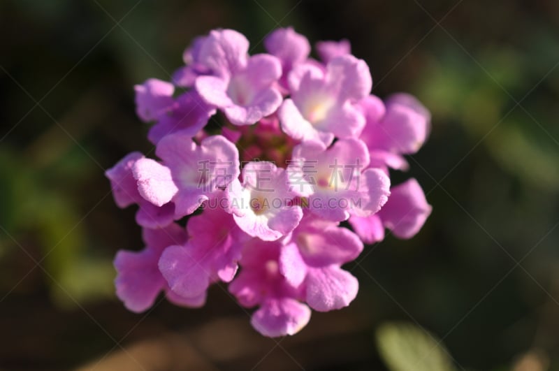 马樱丹属,自然,水平画幅,绿色,无人,野生植物,仅一朵花,野花,植物,熏衣草