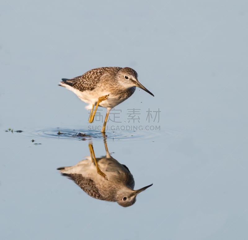 小黄脚鹬,泥,自然,水,野生动物,水平画幅,秋天,无人,鸟类,户外