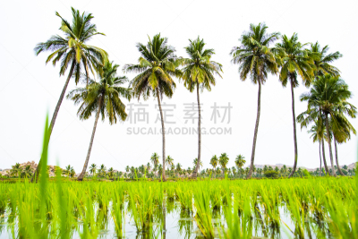 枝繁叶茂,稻,印度,棕榈树,田地,亨比,自然美,绿色,卡纳塔克邦,与众不同