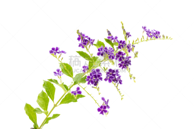 仅一朵花,白色背景,分离着色,水平画幅,绿色,小的,无人,异国情调,花,生长