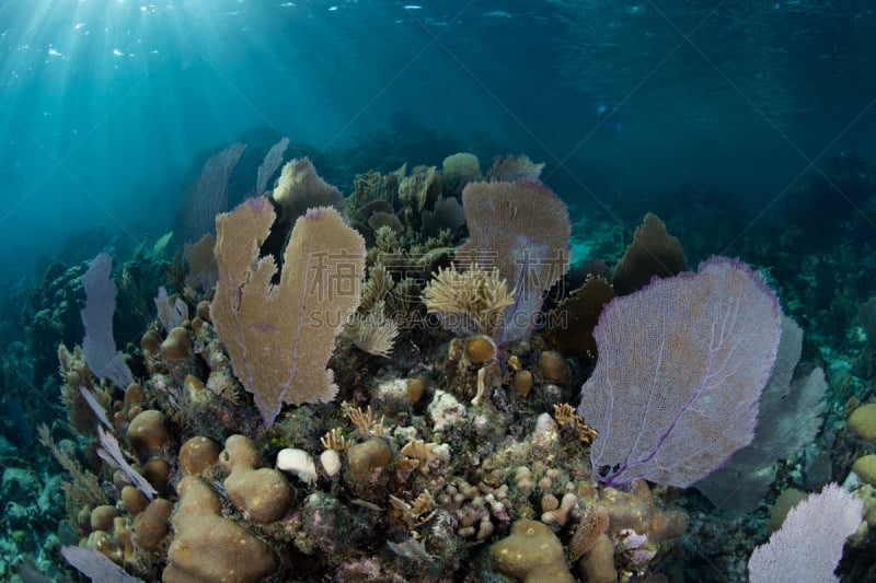 礁石,多样,加勒比海地区,石帆珊瑚虫,海洋酸化,珊瑚礁,小生镜,生态多样性,度假胜地