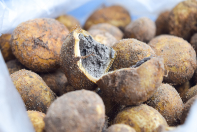 马勃菇,蘑菇,泰国,自然,水平画幅,无人,清新,食品,食用菌,摄影