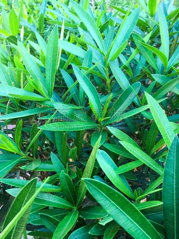 园林,度假胜地,灌木,绿色,表现积极,努比亚山羊,平和,清新,景观设计,环境
