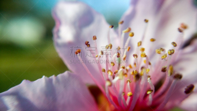 粉色,山茱萸,柔和,天空,枝繁叶茂,绘画插图,明亮,彩色图片,植物学,灌木