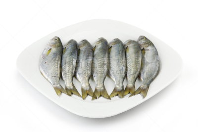 鱼类,清新,渔业,背景分离,食品,成分,餐具,零售展示,餐馆,动物