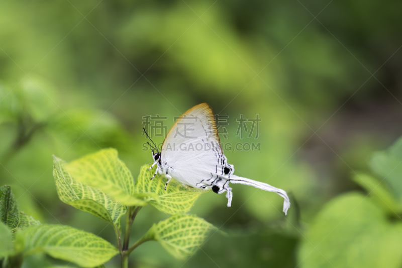 蝴蝶,鹭管鱼,美,褐色,复眼,水平画幅,动物身体部位,夏天,户外,特写