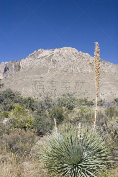 奇瓦瓦沙漠,瓜达卢佩山国家公园,丝兰,自然,美,水平画幅,地形,无人,自然美,植物