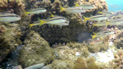 昆虫群,环境,鱼类,瓦林科海湾,爪哇海,海鳟,利古里亚海,深海潜水,阿拉伯海,珊瑚海