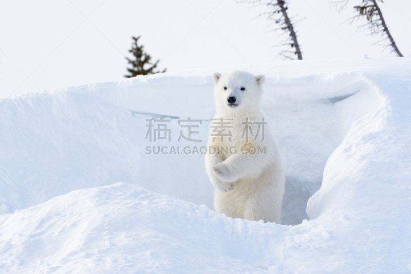 北极熊,幼兽,马尼托巴湖,野生动物,哈得森海湾,熊,北方针叶林,加拿大,北极,小熊