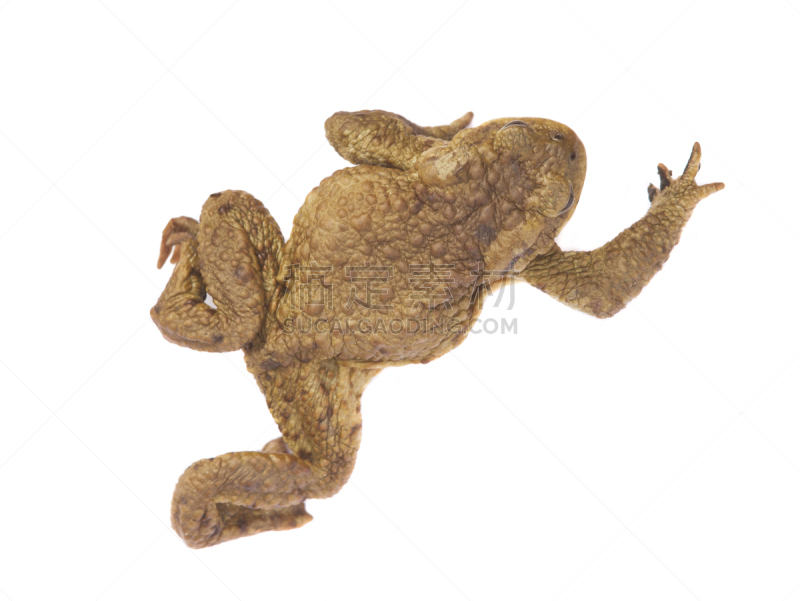 青蛙,动物,白色,生物学,可爱的,湿,濒危物种,背景分离,热带气候,野生动物
