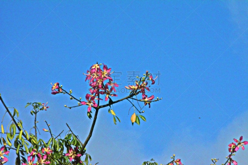 粉色,一对,美丽球花豆,圣卡塔琳娜,美,休闲活动,水平画幅,无人,特写,花蕾
