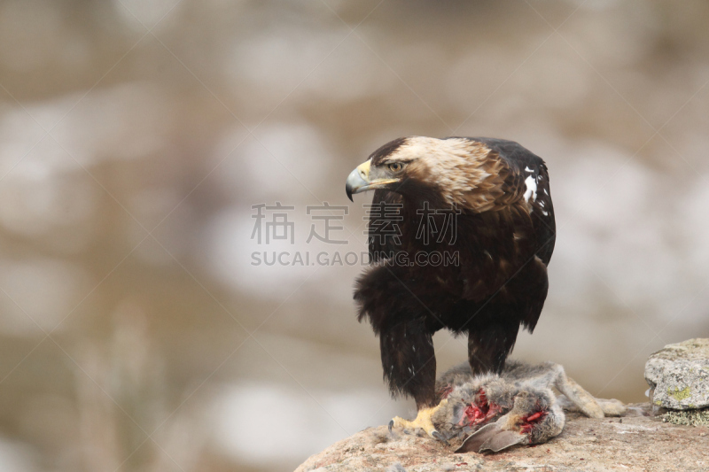 鹰,白肩雕,金雕,利用鹰打猎,自然,野生动物,食肉鸟,国家公园,水平画幅,无人