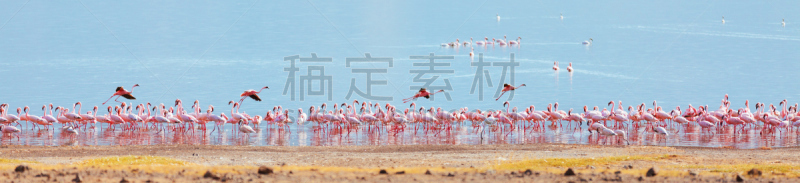 火烈鸟,湖,风景,肯尼亚,人,全景,小火烈鸟,非洲人,野外动物,户外