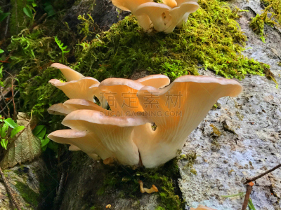 森林,蘑菇,褐色,水平画幅,无人,符号,苔藓,热带雨林,夏天,户外