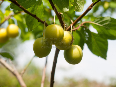李子,特写,栽培植物,野生植物,青梅,结志街,酸味,水平画幅,无人,夏天