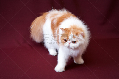 野生猫科动物,指挥台,水平画幅,可爱的,曝光过度,家畜,无人,羽毛围巾,俄罗斯