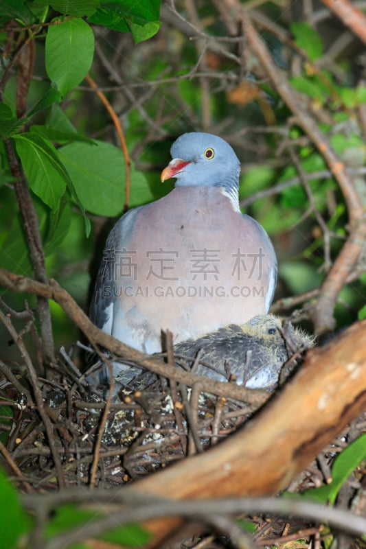 鸽子,自然,垂直画幅,野生动物,无人,父母,鸟类,嫩枝,观鸟,坐