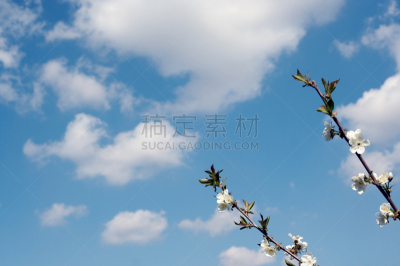 欧洲酸樱桃,早期力士曼樱桃,天空,美,水平画幅,樱花,无人,户外,云景,两个物体