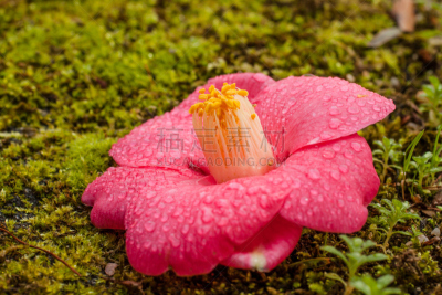 茶花,雨滴,粉色,水,水平画幅,无人,苔藓,西班牙,水滴,莫斯兰丁