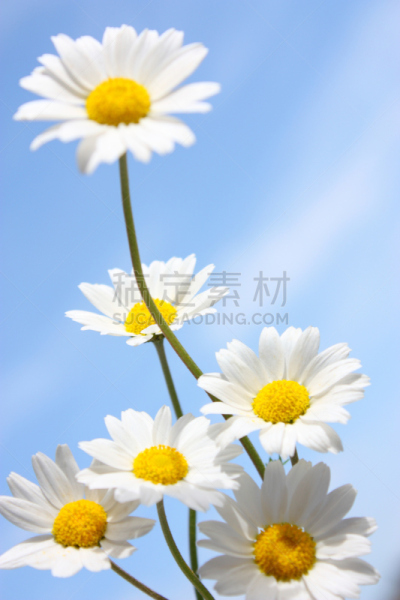 雏菊,天空,蓝色,菊花,垂直画幅,花瓣,风景,无人,背景,花