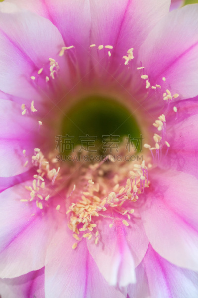 孔雀仙人掌,仅一朵花,自然,垂直画幅,正面视角,无人,特写,自然美,红色,部分