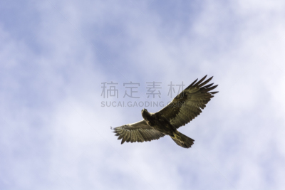 金雕,圣何塞,圣塔克莱拉县,自然,天空,食肉鸟,水平画幅,鸟类,动物身体部位,翅膀
