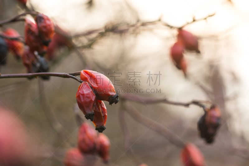 死亡的植物,玫瑰,臀,灌木丛,过时的,皱叶蔷薇,野玫瑰果,自然,水平画幅,秋天