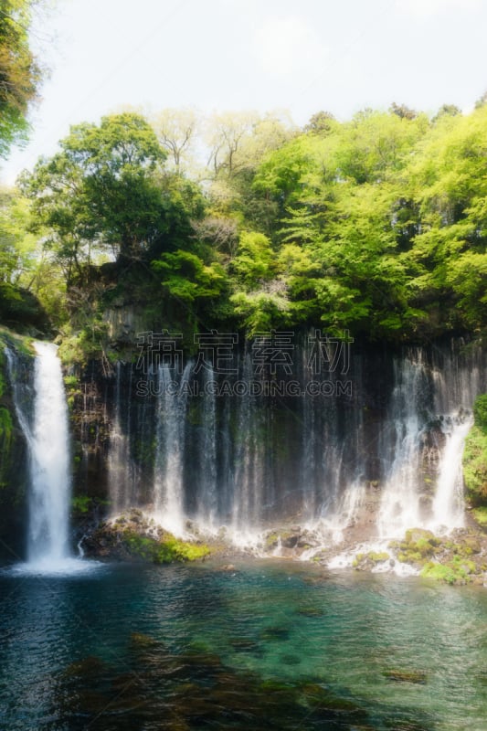 春天,shiraito falls,富士箱根伊豆国立公园,静冈县,垂直画幅,美,里山,休闲活动,枝繁叶茂,瀑布