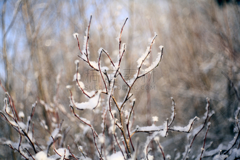 雪,冬天,枝,式样,美,水平画幅,户外,白色,十二月