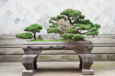 盆景,中国,欧洲赤松,园林,花坛,园艺展览,杭州,庭院,夏天,设计师
