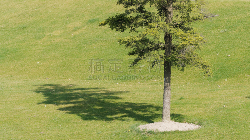 绿色,草,阴影,田地,罗汉松,地形,户外,季节,夏天,春天