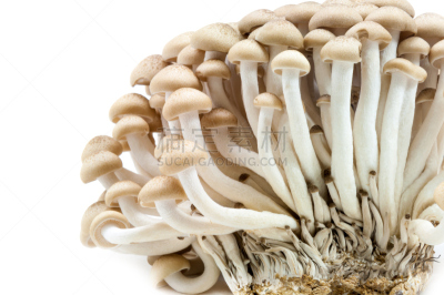 褐色,蘑菇,白色背景,山毛榉树,姬菇,孢子,水平画幅,素食,无人,组物体