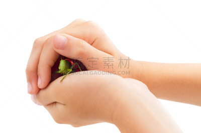 蝗虫,绿色,动物手,分离着色,动物身体部位,野外动物,草,安全,都市风景,农作物