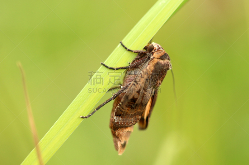 后翅色彩瑰丽的蛾,蛾毛虫,奥登瓦尔德,鱼苗,黑森州,水平画幅,橙色,蝴蝶,无人,动物