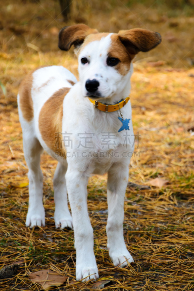 狗,猎犬,青年人,木制,眼罩,身材矮小,草坪,纯种犬,健康保健,外套