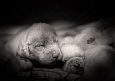 小的,可爱的,小狗,动物群,婴儿,青少年,水平画幅,戈登塞特猎犬,梗犬,腹腔